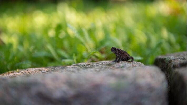 Nature Day 2024